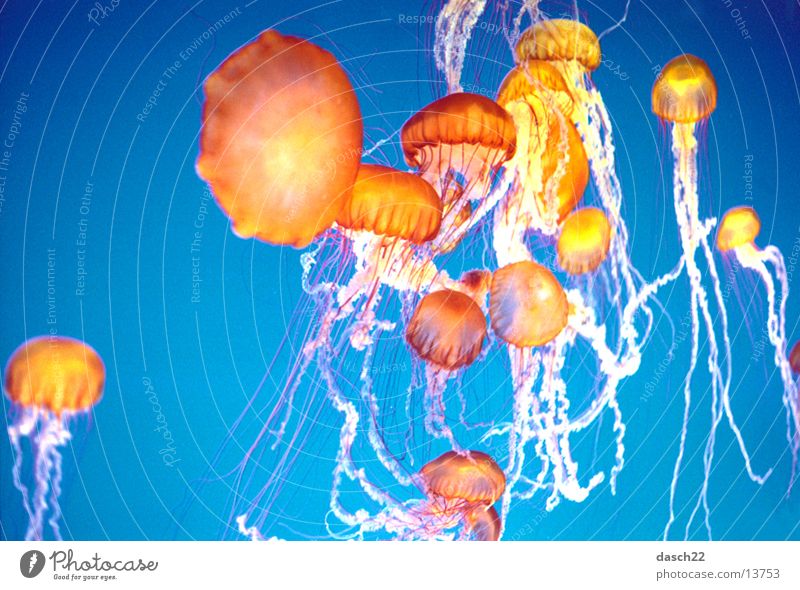 Super Jellyfish Ocean Deep sea Dive Orange Lamp Water