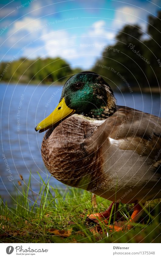 duck Lifestyle Environment Nature Animal Water Weather Beautiful weather Grass Park Meadow Coast Lakeside River bank Pond Wild animal Duck Drake 1 Sit Natural