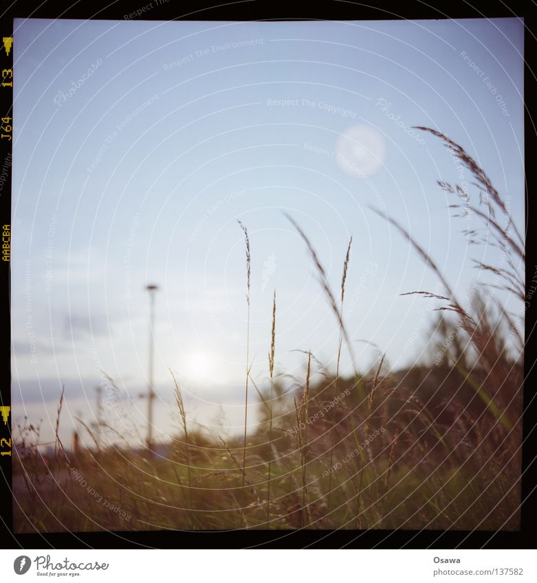 East Cross 09 Lomography Grass Blade of grass Ear of corn Lantern Depth of field Slide Medium format Ostkreuz Sky 6x6