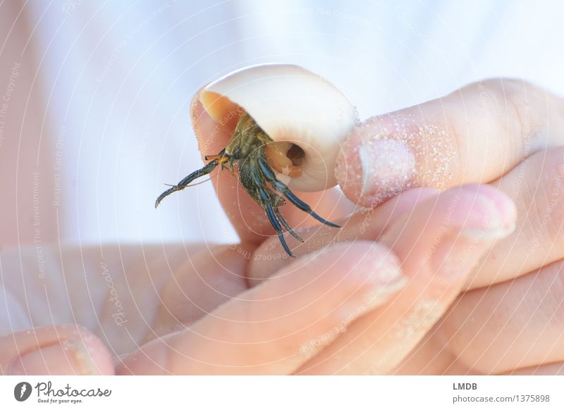 Little Friend Feminine Hand Fingers Maritime Love of animals Beautiful Hermit crab Shellfish Mussel shell Snail shell Shell-bearing mollusk Legs Outstretched