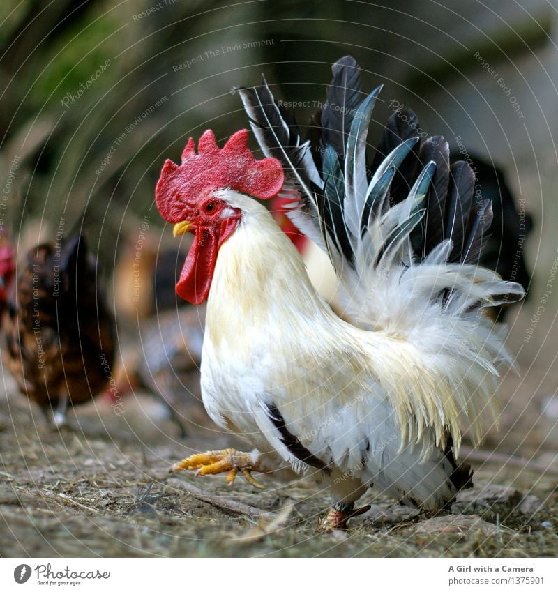 King of the Roost Animal Farm animal Rooster Group of animals Going Walking Pride Multicoloured Masculine Barn fowl Agriculture Poultry farm Happy Free-roaming