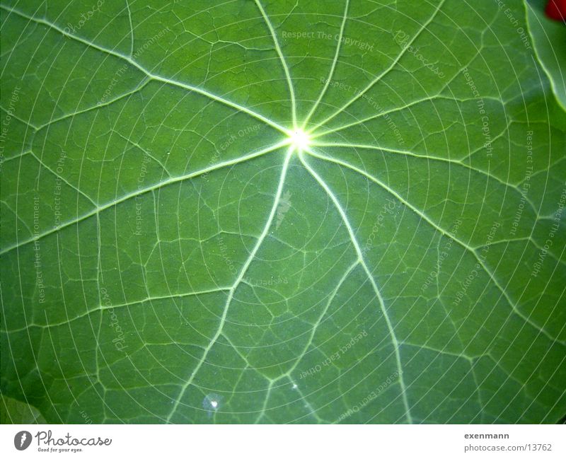 leaf structure Leaf Aquatic plant Close-up