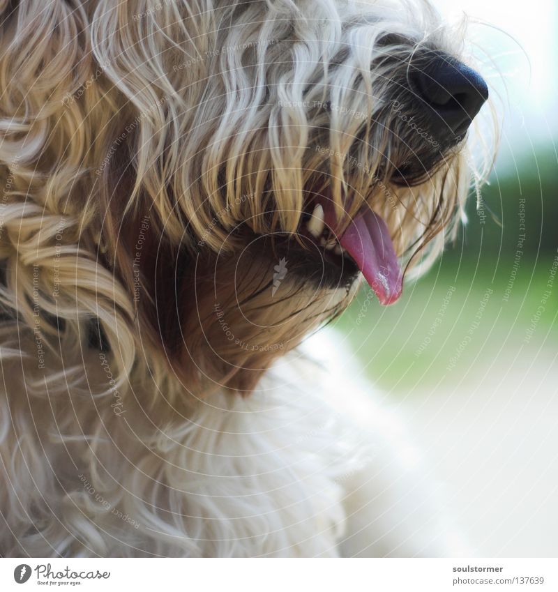 Curly head without eyes Dog Animal Mammal Philanthropist Terrier Mastiff Evil Snarl Dangerous Lovely Calm Relaxation Pelt Shaggy hair Blur Depth of field Blind