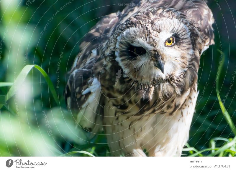 Short-Eared Owl Nature Animal Bird Animal face Wing Zoo 1 Observe Sit Natural Yellow Gray Wisdom Wildlife Beak Bird of prey Carnivore claws close eye Feather