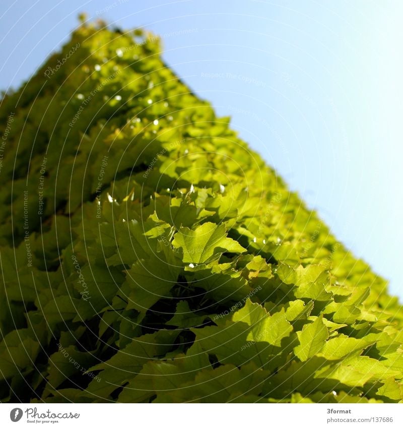 house corner House (Residential Structure) Building Wall (barrier) Wall (building) Corner Degrees Celsius Overgrown Virginia Creeper Wilderness Leaf Green Plant