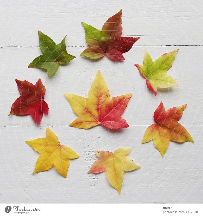 autumn Nature Plant Autumn Leaf Moody Autumnal Round Multicoloured Yellow Red Green Super Still Life Garden Colour photo Studio shot