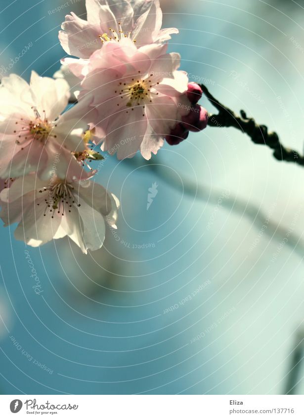 apple blossoms Pink Spring Delicious Fresh Delicate Blossom Flower Fertile Summer Dream Blossoming Fragrance Sky Blue Twig Beautiful Smooth Blur