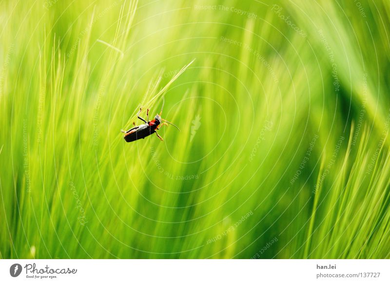 bug Nature Animal Grass Field Beetle To hold on Green Red Black Colour Insect Blade of grass Feeler Full Search Macro (Extreme close-up) Legs Copy Space right