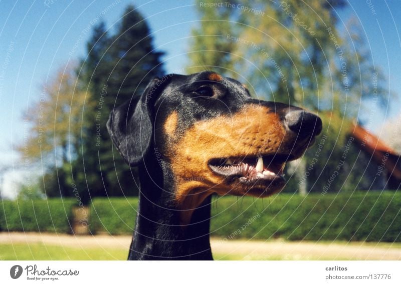 * amazed* the dachshund of grandma Meier gets thicker and thicker ! Doberman Dog Scent Posture Boast Mammal Safety Playing dober woman not a fighting dog
