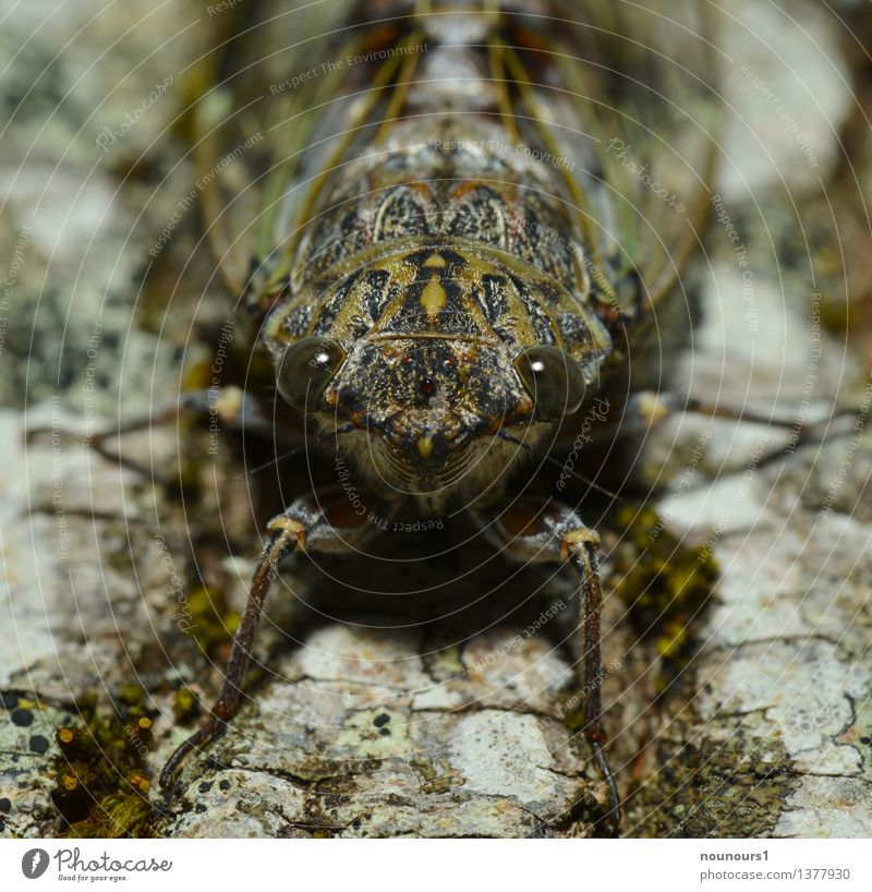 perfectly camouflaged Animal Wild animal Animal face singzicade 1 Crouch cicadidaetier cicadoidea cicadomorpha Song Bug Hexapod Insect Loud paired sounds