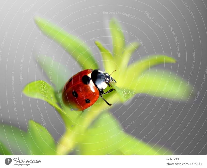 Away to happiness? Nature Plant Animal Spring Summer Foliage plant Beetle Ladybird Seven-spot ladybird Insect 1 Crawl Esthetic Free Friendliness Happiness Fresh