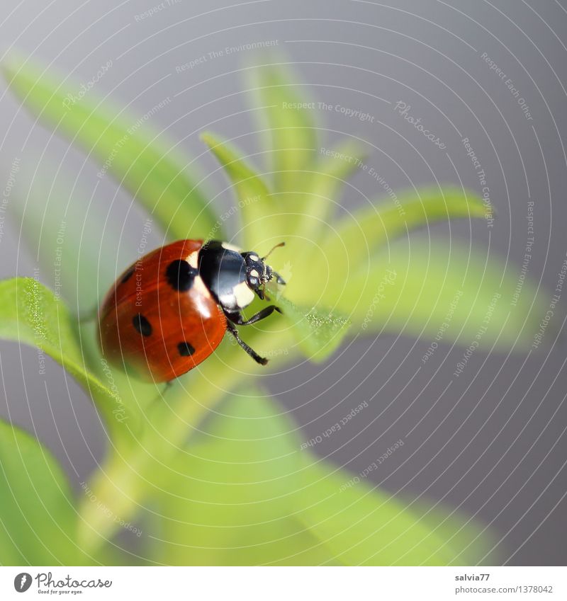 Finally Top Nature Plant Animal Spring Summer Leaf Foliage plant Beetle Ladybird Seven-spot ladybird Insect 1 Crawl Esthetic Fresh Happy Natural Above Positive