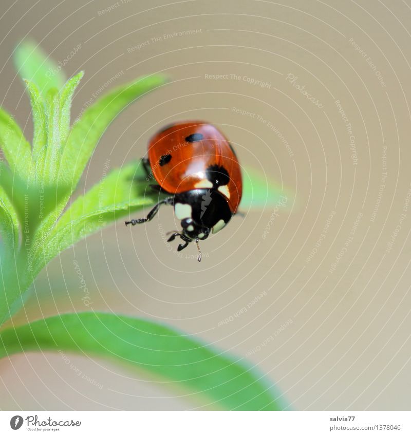 watershed Nature Plant Animal Spring Summer Leaf Foliage plant Beetle Animal face Wing Seven-spot ladybird Ladybird 1 To hold on Esthetic Free Friendliness