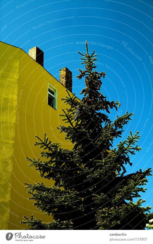 Christmas preparation Tree Coniferous trees Christmas tree Raw Spruce Green Front garden House (Residential Structure) Town house (City: Block of flats) Facade