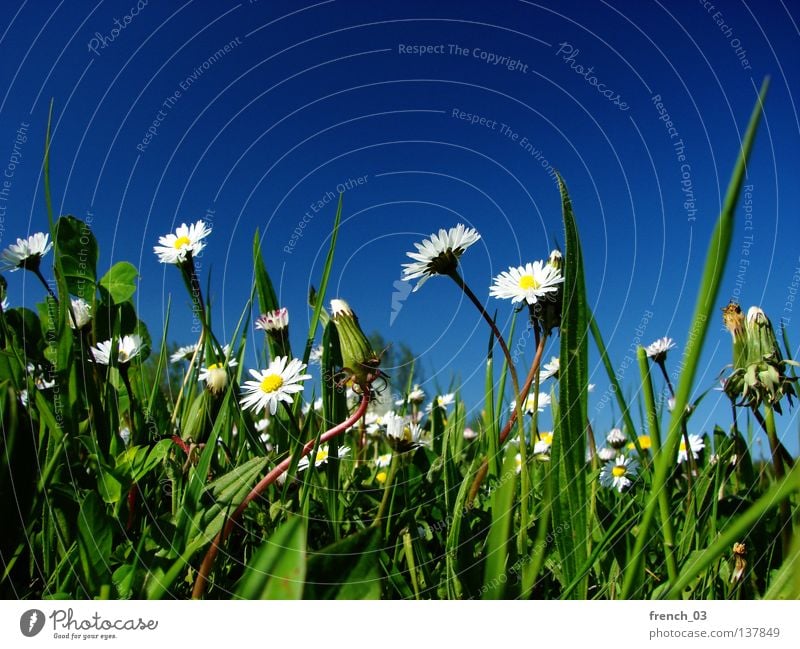 white flowers Beautiful Relaxation Calm Trip Freedom Summer Nature Plant Sky Spring Beautiful weather Warmth Flower Grass Blossom Meadow Blossoming Growth