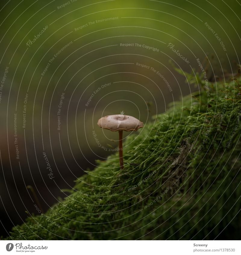 Beautiful mountain world Nature Landscape Plant Autumn Moss Forest Growth Small Brown Green Patient Loneliness Uniqueness Mushroom Mushroom cap Colour photo