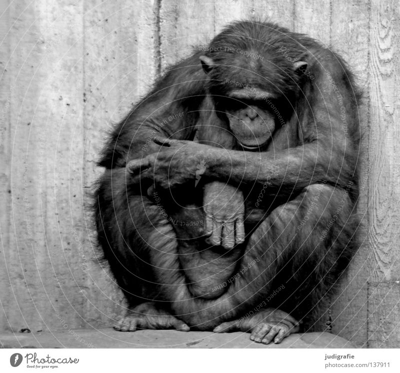 detention Black & white photo Exterior shot Day Animal portrait Front view Downward Hair and hairstyles Relaxation Calm Zoo 1 Concrete Sit Sadness White Grief