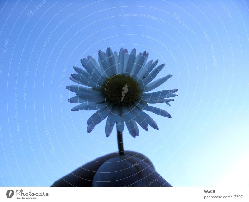 daisies Daisy Flower Small Blossom Blossom leave Calyx Sky Fingers Back-light Beautiful fiori white sheets Blue Nature little Beautiful weather Freedom Shadow