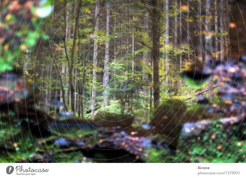 when wishing helped. Environment Nature Landscape Autumn Tree Moss Autumn leaves Forest Lakeside Bog Marsh Pond Water reflection Exceptional Dark Brown Green