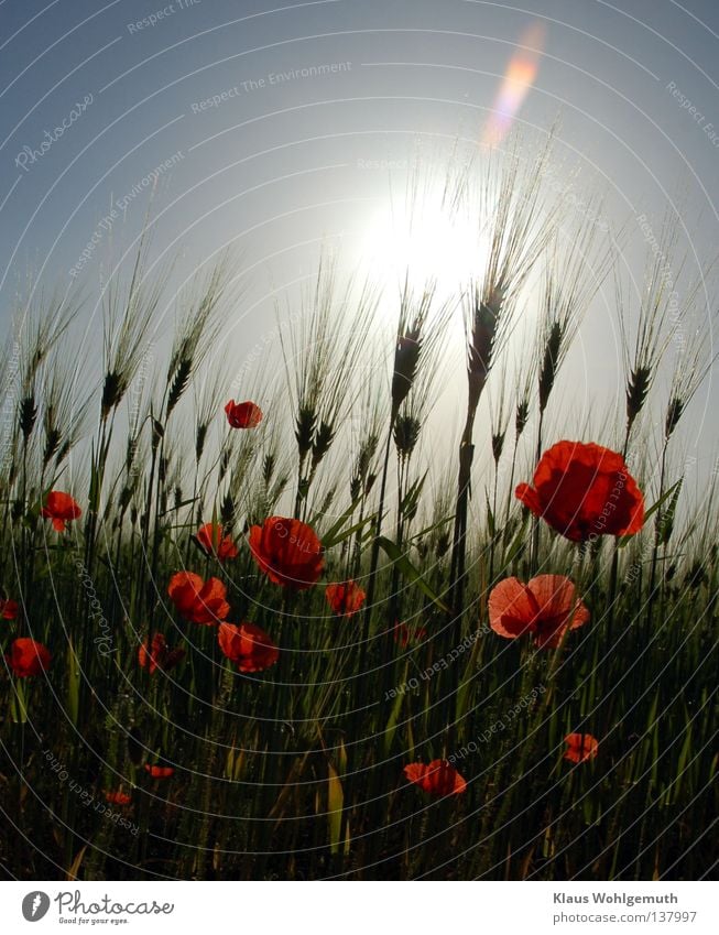 Corn poppy in a field of grain against the light Poppy Field Back-light Sun Sky Red Grain Ear of corn Blade of grass Reflection Summer Wheat Nature Real estate