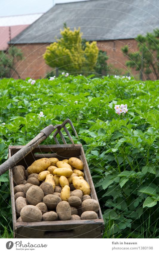 Potato field with Molle full of potatoes Food Vegetable Nutrition Organic produce Vegetarian diet Nature Plant Agricultural crop Field Delicious Natural Green