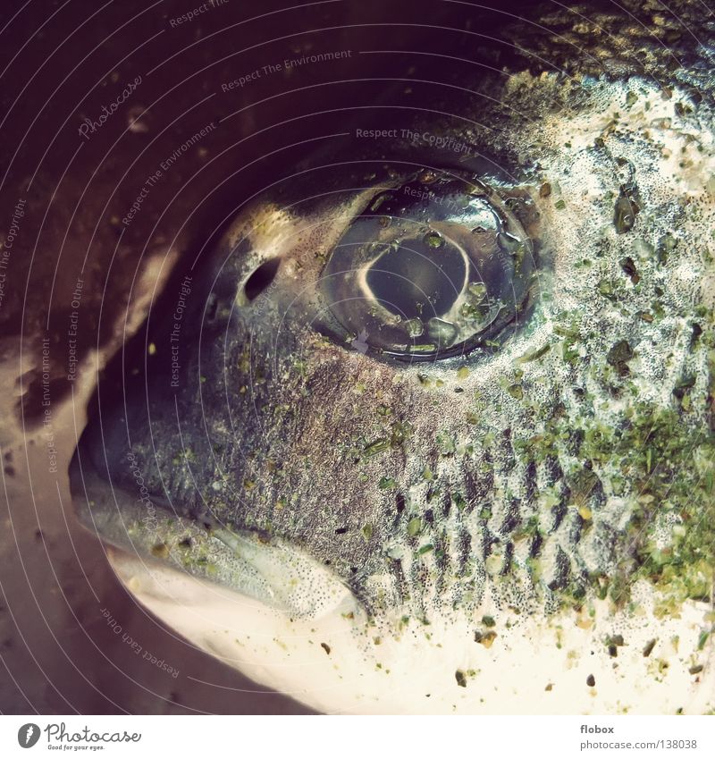 Big mouth. SECOND Gill Nutrition Food Fishery Fishing (Angle) Death Cold Green Motionless Sea water Living thing Deep frozen Fresh Fish head Seafood Ocean