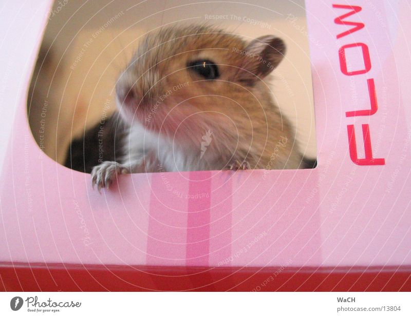 mouse flow House mouse Mongolian gerbil Pet Pink Offspring Carton Gray Claw Tails Rodent Mouse trap House (Residential Structure) Mammal Animal mice Masu