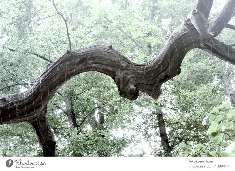 dead, old, curvy branch Branch old tree Old Experience Tree Forest Gray Calm Life Endurance Unwavering Senior citizen Uniqueness Force Environmental protection