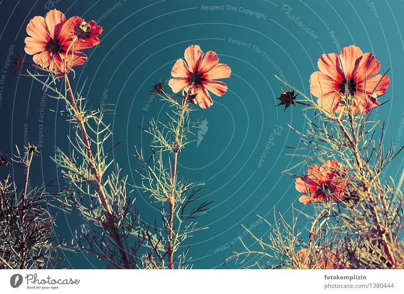 Flower petals from below in light against dark blue sky flowers Sky Blossoming Growth Cosmea Optimism pretty Feminine Happiness cheerful Emotions Moody