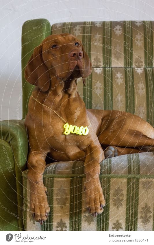 hipster Sofa Armchair Relaxation Sit Cool (slang) Hip & trendy Funny Brown Green Future Hound Magyar Vizsla yolo Motto of life Easygoing Calm Colour photo