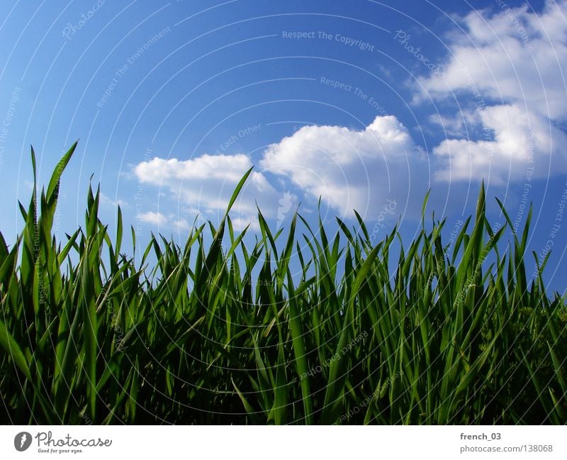 relaxed day Grass Meadow Green Juicy Spring Calm Relaxation Summer Seasons Blade of grass Horizon Sky Cyan Clouds Worm's-eye view Saxony-Anhalt Plant Animal