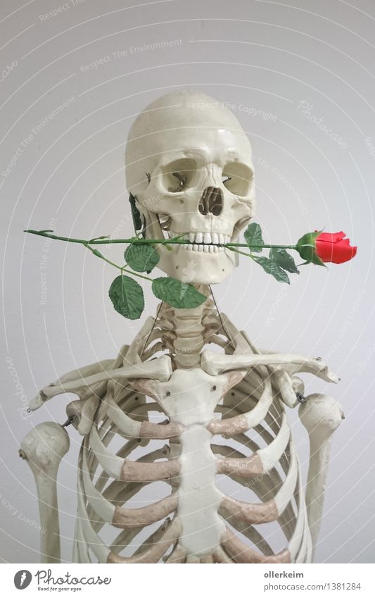Skeleton - Rosenkavalier Body Head Plant Gray Pink White Love Love affair Gentleman Mouth Declaration of love Display of affection With love Colour photo