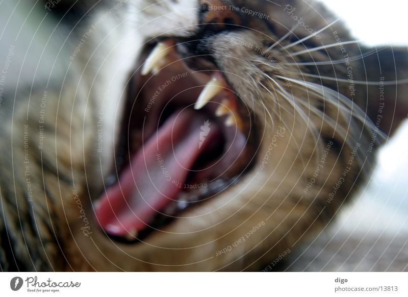 I am very tired Cat Yawn Set of teeth Macro (Extreme close-up) Close-up Fatigue Blur Animal Pet Snarl