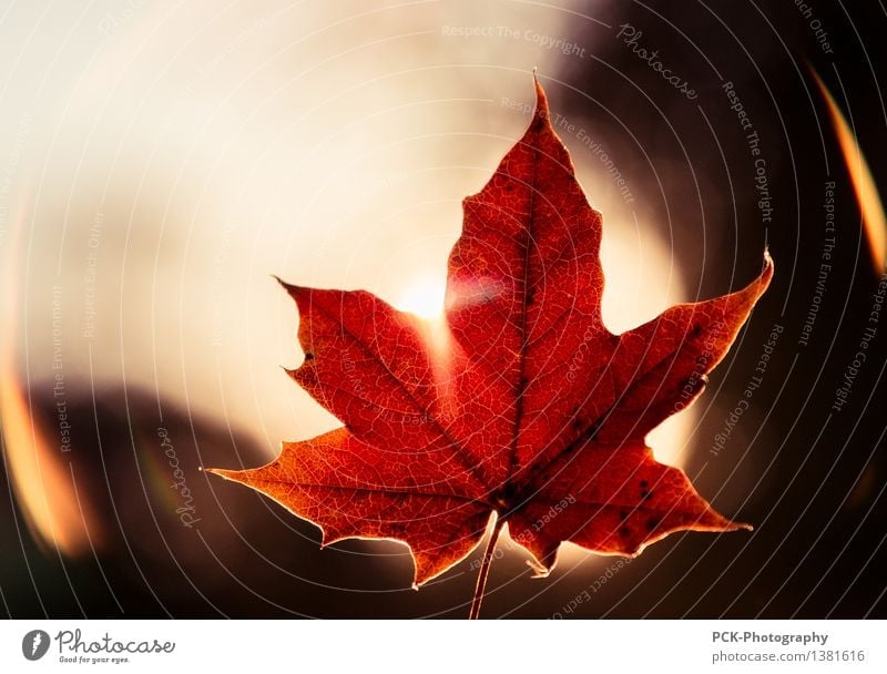 Red leaf Plant Sun Sunlight Autumn Leaf Emotions Moody Rachis autumn leaf golden hour flare Orange Maple leaf Colour photo Exterior shot Twilight