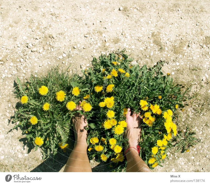 Eco slippers II Colour photo Exterior shot Island Woman Adults Legs Feet Earth Spring Drought Flower Grass Field Footwear Stone Dirty Dry Brown Yellow Gray