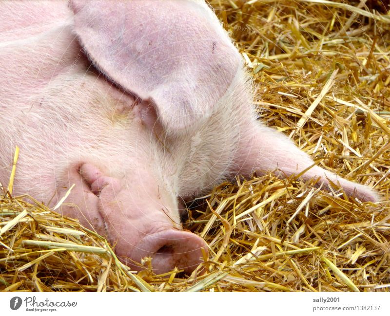 A relaxed and happy 2016!!! Animal Farm animal Swine Relaxation To enjoy Lie Sleep Dream Healthy Pink Happy Break Calm Pig's snout Barn Hay Straw Contentment