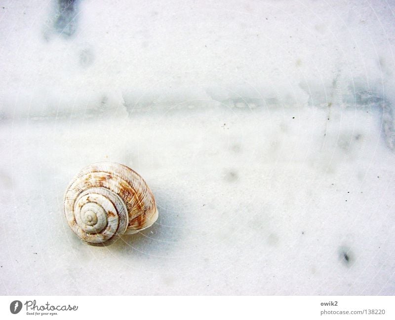 Minimal Music Calm Nature Snail Ornament Wait Elegant Exotic Firm Bright Small Near White Loneliness Idyll Arrangement Transience Mollusk Snail shell Lime