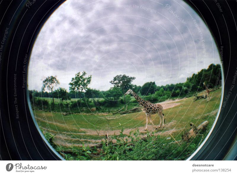 Follow me (to Eternity). Safari Nature Animal Giraffe Steppe Even-toed ungulate Ruminant Savannah Africa Lomography Wide angle Fisheye