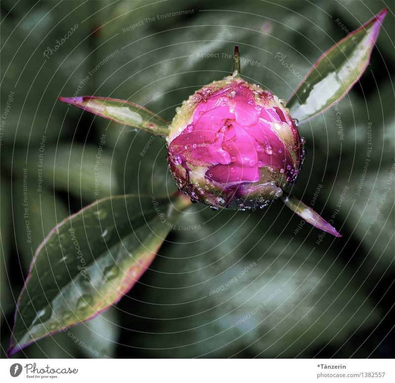freshly showered Nature Plant Drops of water Spring Bad weather Rain Blossom Peony Bud Garden Esthetic Fresh Beautiful Green Pink Colour photo Multicoloured