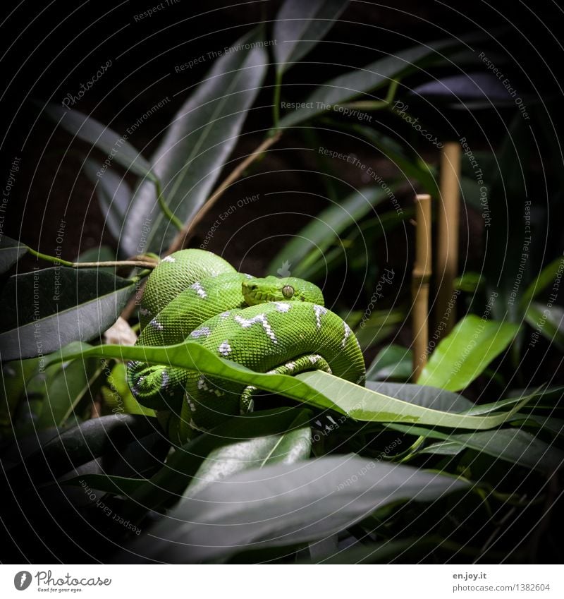 Seductive Nature Plant Foliage plant Bamboo Animal Wild animal Snake Reptiles 1 Observe Hang Sleep Dark Exotic Green Love of animals Dangerous Respect Disgust