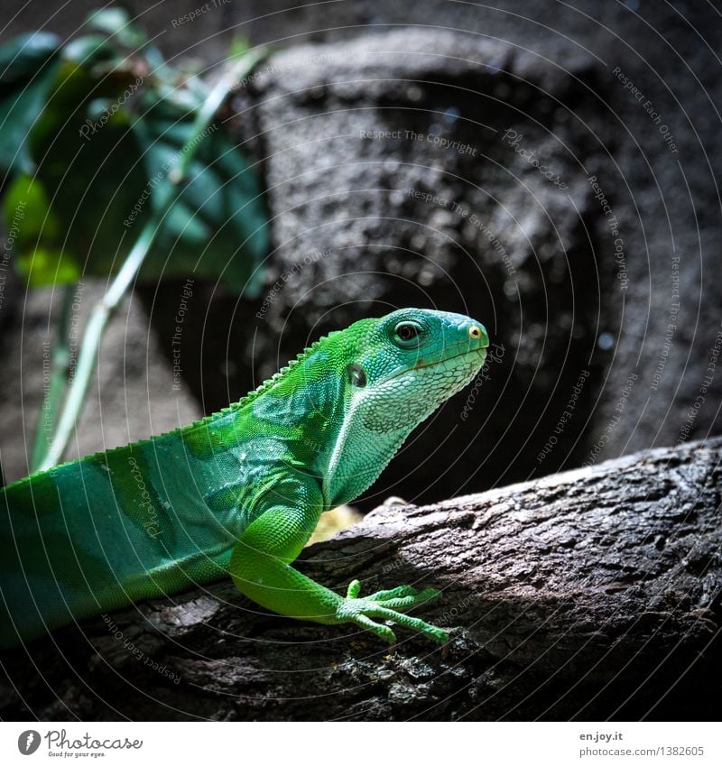 little dragon Animal Pet Wild animal Iguana Reptiles Saurians 1 Observe Exotic Green Love of animals Nature Survive Environment Environmental protection Scales