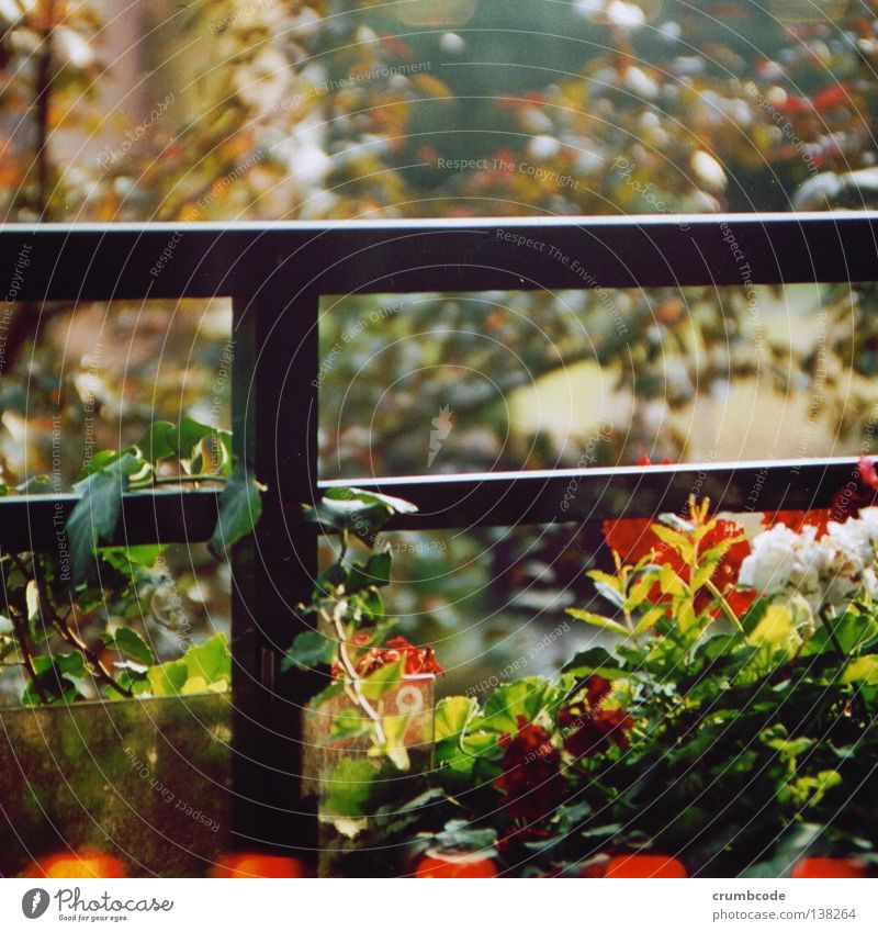 Balcony Botany Plant Flower Leaf Terrace Green Red White Tendril Handrail Colour photo Exterior shot Close-up Day Blur Balcony plant Blossom Blossoming
