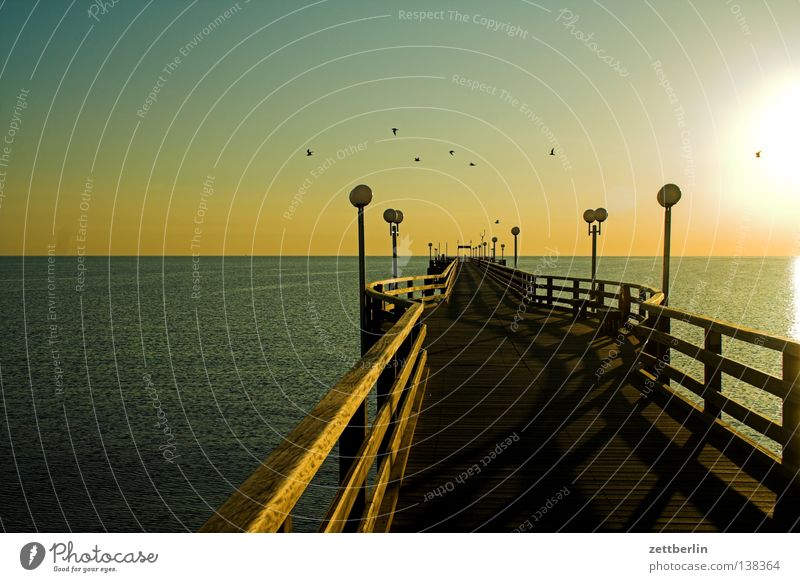 Sunrise pier Binz Sea bridge Lake Ocean Horizon Far-off places Vantage point Surface of water Morning Bird Sea bird Seagull Vacation & Travel Summer Off-Season