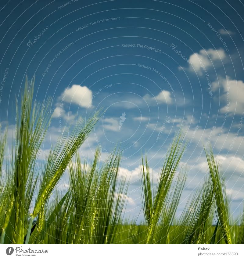 Mild breeze Barley ear Barleyfield Sky blue Green Cloud field Clouds in the sky Beautiful weather Summer Copy Space top Agriculture Nature Ecological