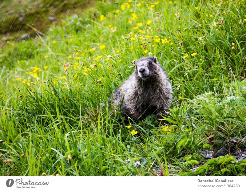 ... I'm coming! Landscape Spring Summer Flower Grass Blossom Meadow Field Alps Mountain Animal Wild animal Pelt Zoo Marmot Rodent Mammal 1 Fat Friendliness Cute