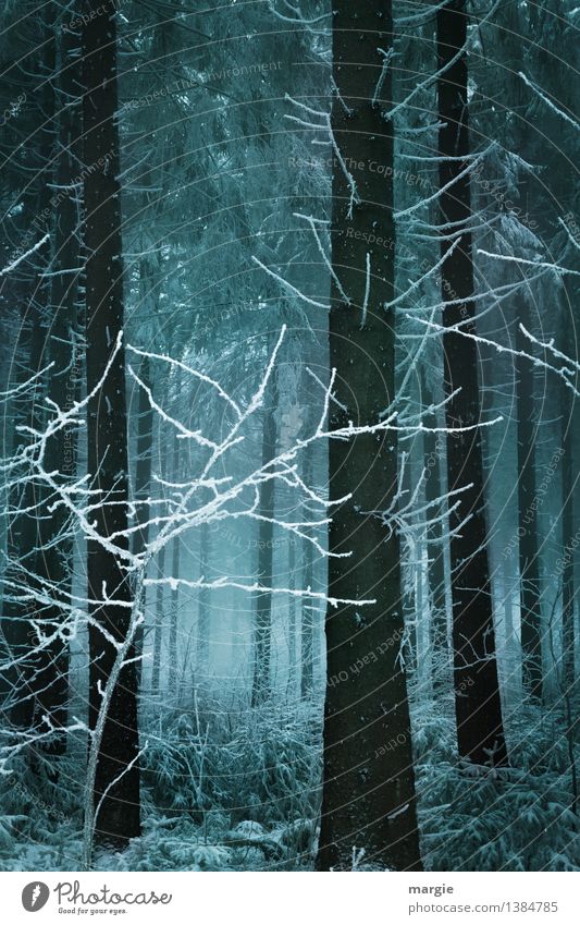Ray of hope: A dark winter forest with a light Vacation & Travel Winter Snow Winter vacation Nature Animal Earth Climate Fog Ice Frost Snowfall Tree Forest