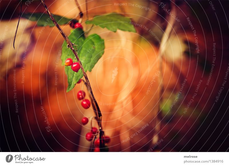 autumn fruit Elegant Style Nature Autumn Beautiful weather Plant Bushes Ivy Wild plant Twigs and branches Berry bushes Berries leaves Forest autumn lights