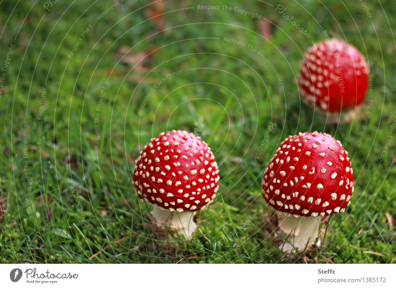 three toadstools Toadstools Amanita Muscaria toxic mushrooms amanita Lucky people forest mushrooms Early fall Fall meadow Domestic September Clearing Woodground