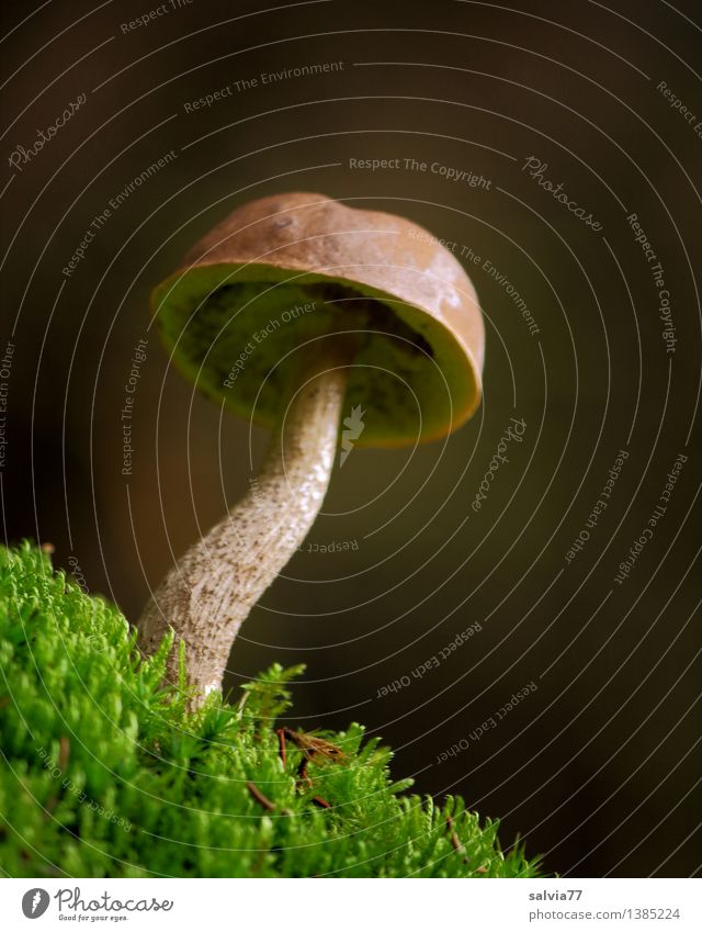 great guy Environment Nature Animal Earth Autumn Moss Mushroom Mushroom cap Forest Stand Growth Esthetic Natural Thin Soft Brown Green Moody Calm Loneliness