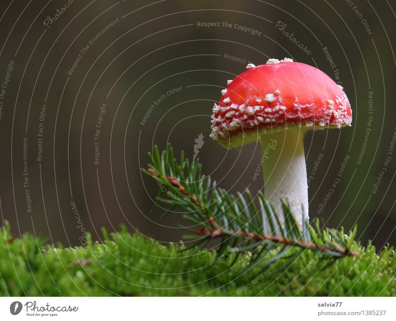 lucky devil Environment Nature Earth Plant Moss Foliage plant Twig Fir needle Amanita mushroom Forest Stand Esthetic Natural Positive Soft Gray Red White Moody